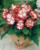 Begonia CRISPA MARGINATA RED/WHITE